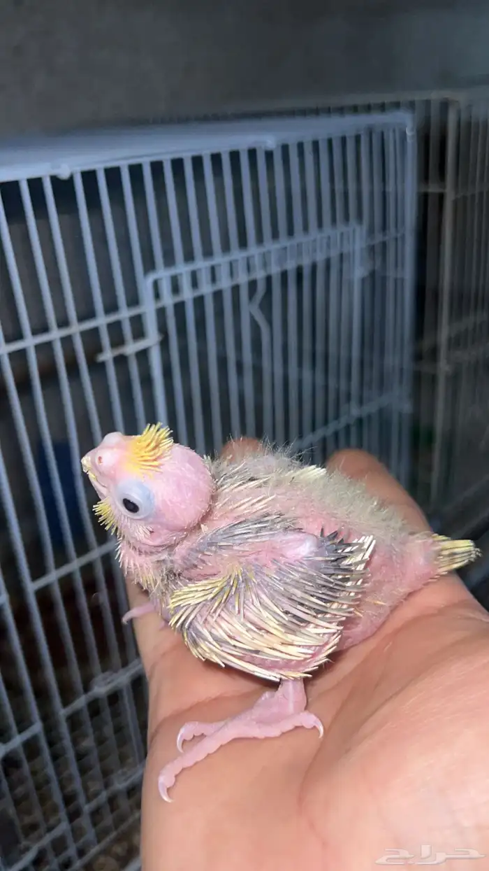 للبيع فرخ كروان الي توقف عليه سومه نصيبه 0