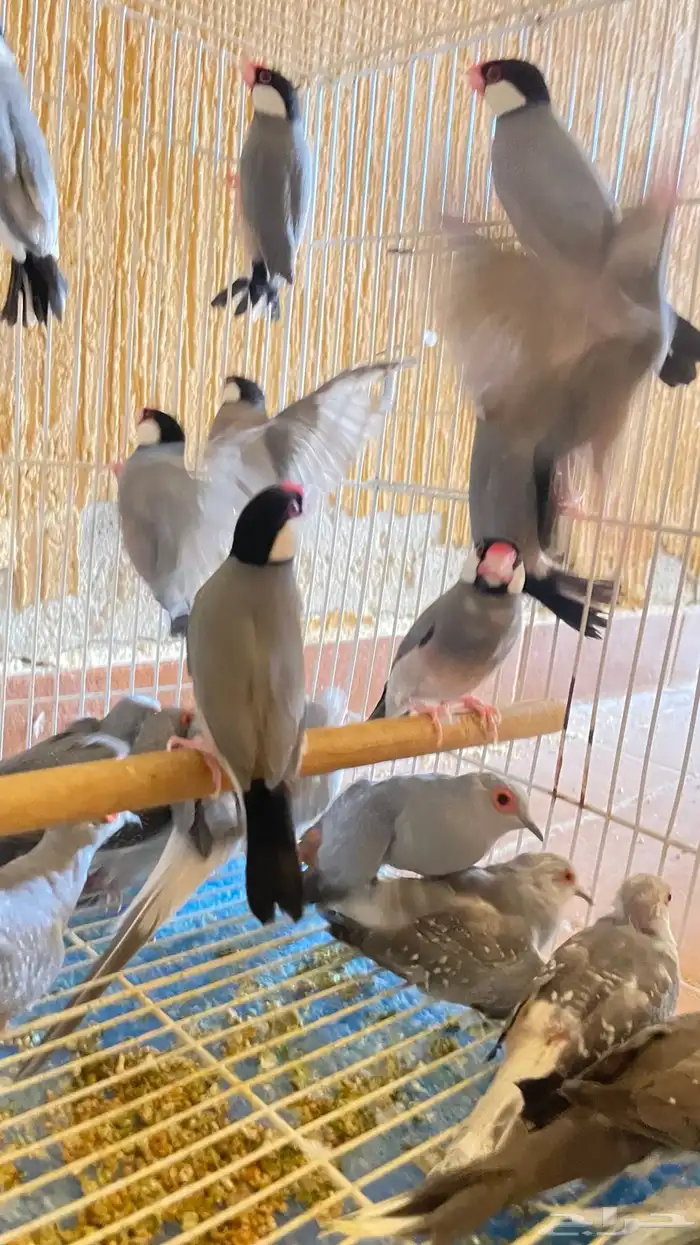 طيور جاوا ازواج منتجة 16