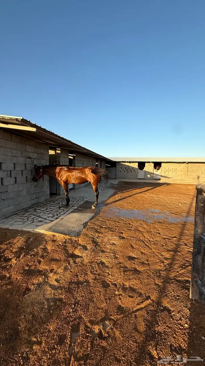 ايواء خيل قريب من شقراء 0