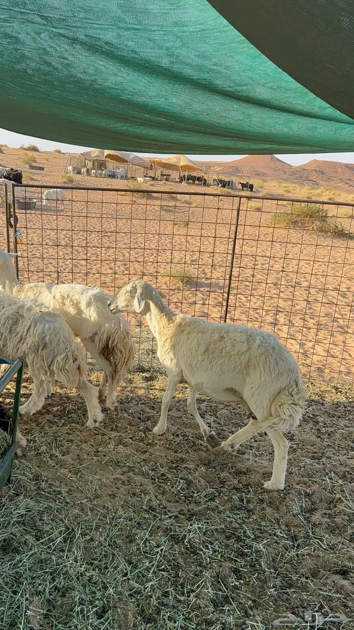 غنم للبيع 4