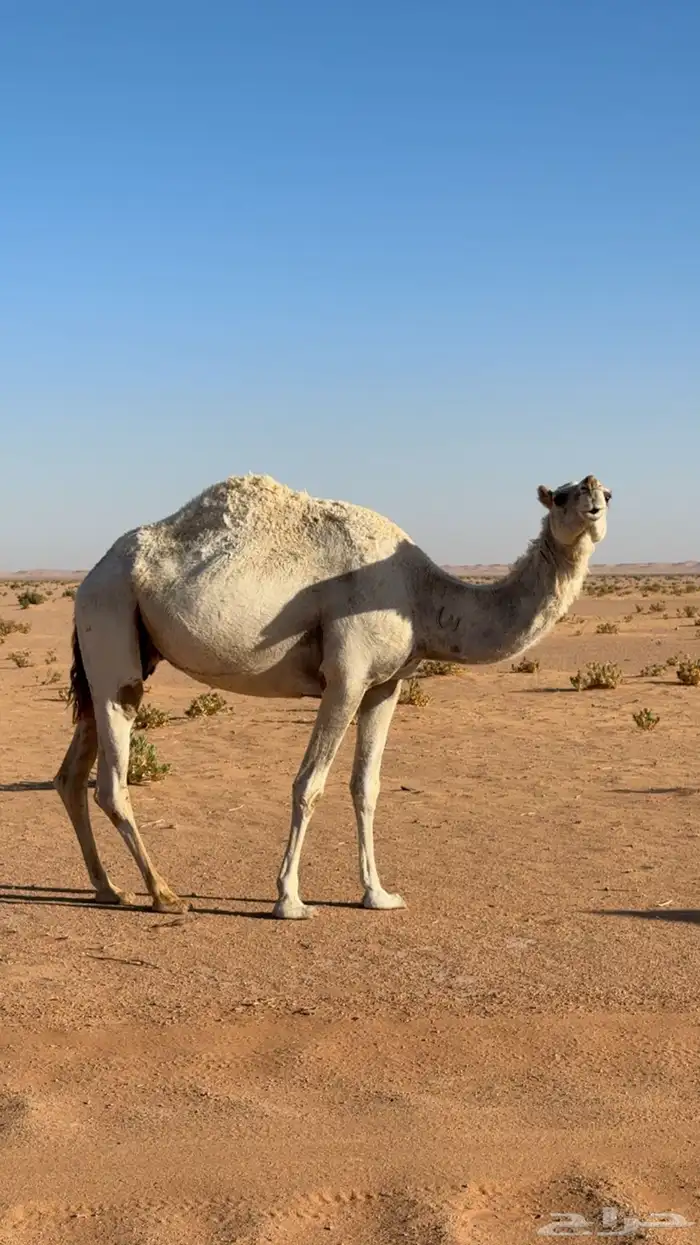 ضرببه وضحا للبيع 0