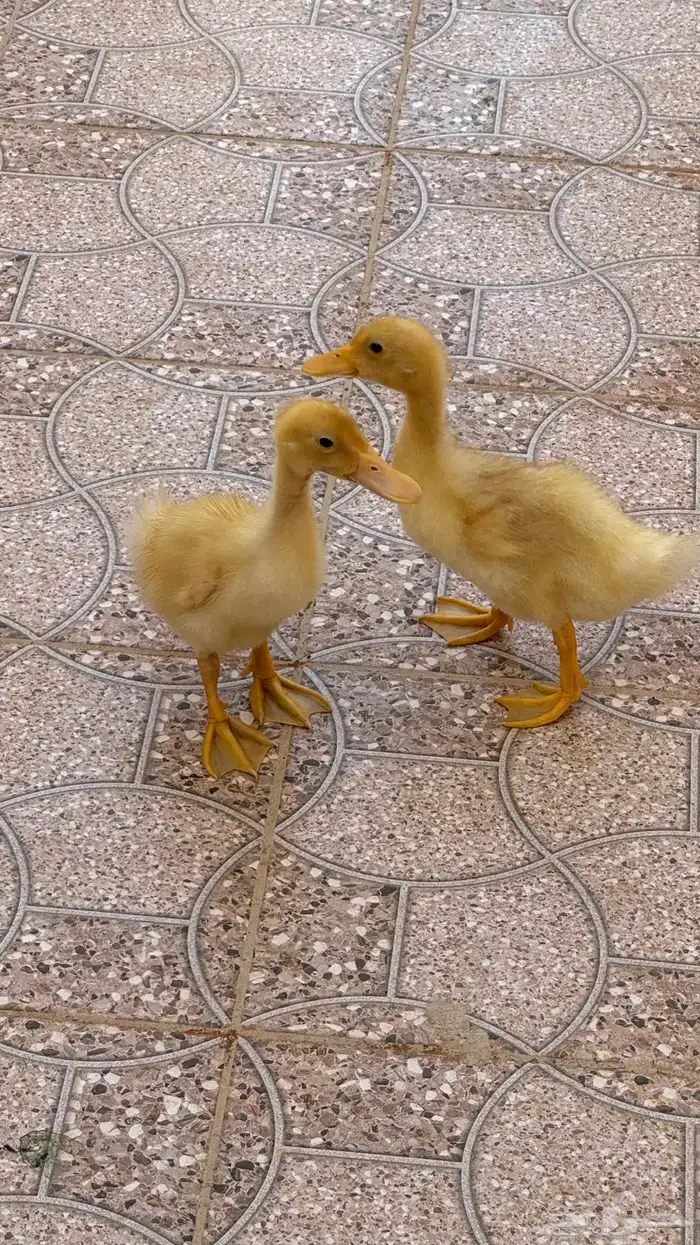 بطتين للبيع 0