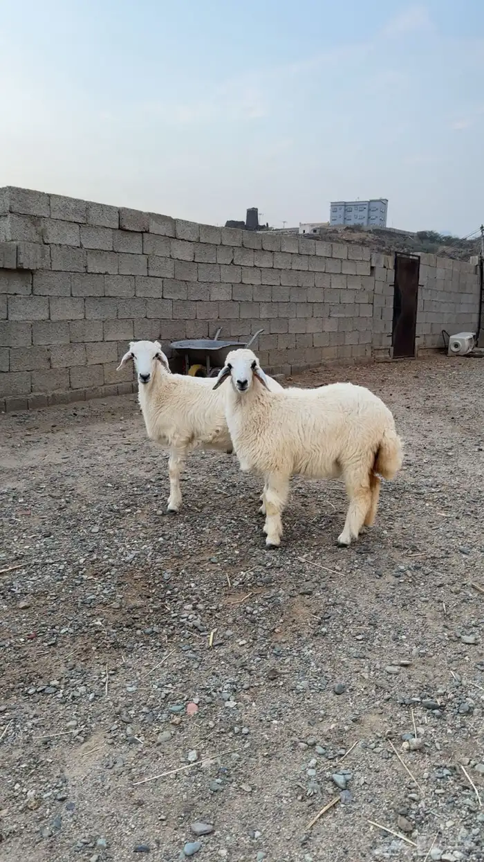 للبيع 0