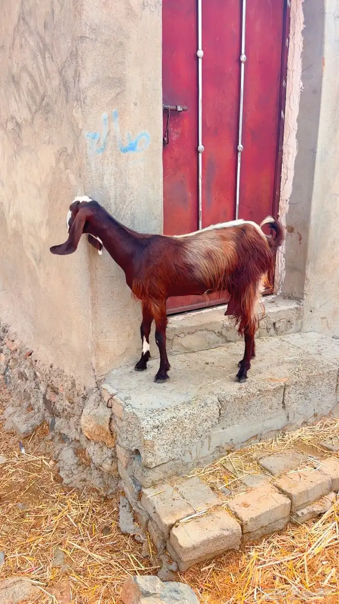 عنز ثنيه 1
