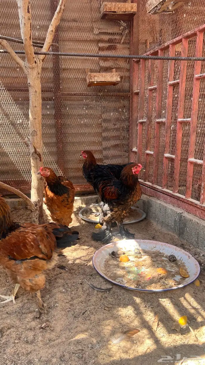 دجاج براهما 7