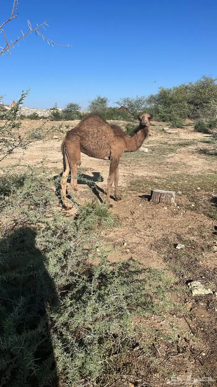 خمس من البل للبيع خلفه 4 لقحات 5