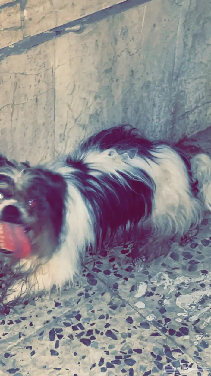 كلب البيعع 0
