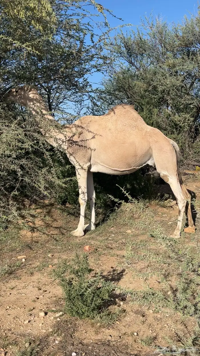 خمس من البل للبيع خلفه 4 لقحات 0