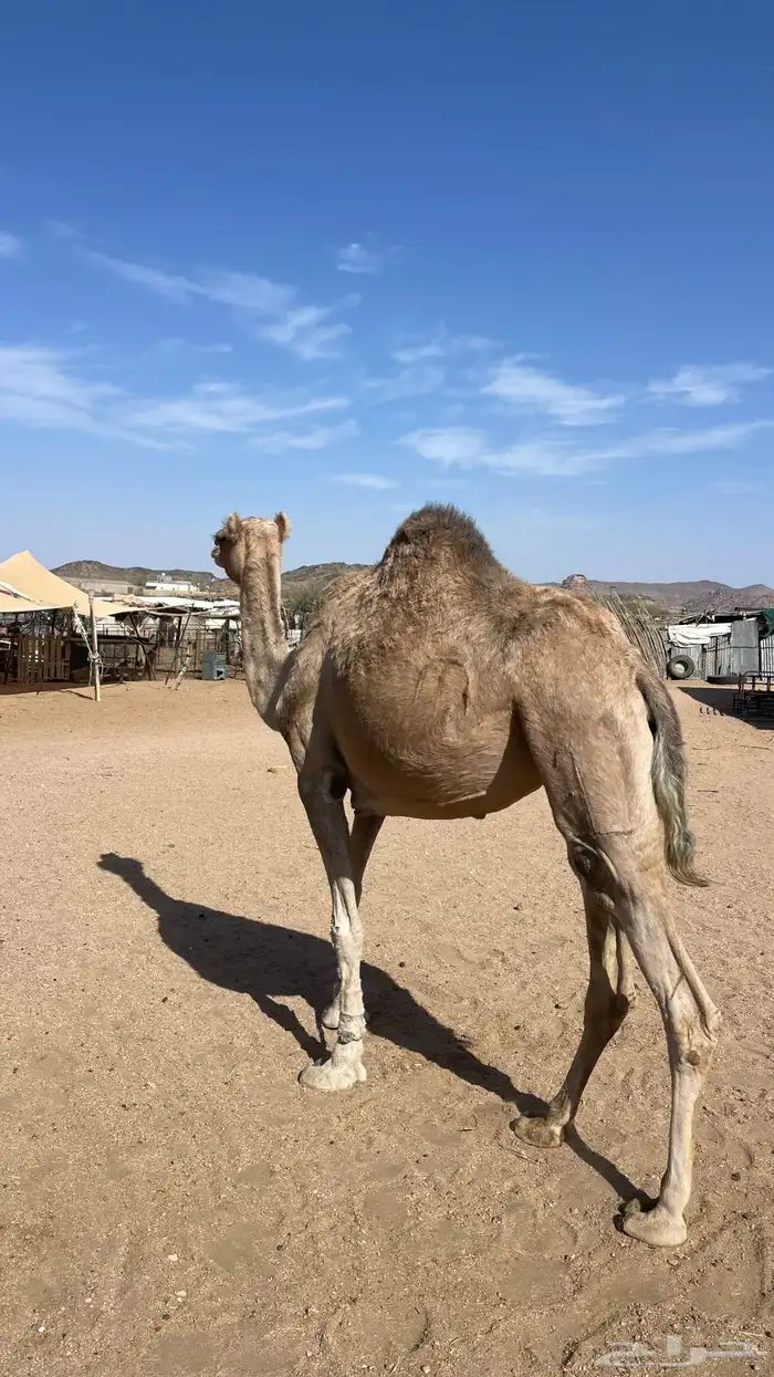 حايل قدلها 3سنوات 0