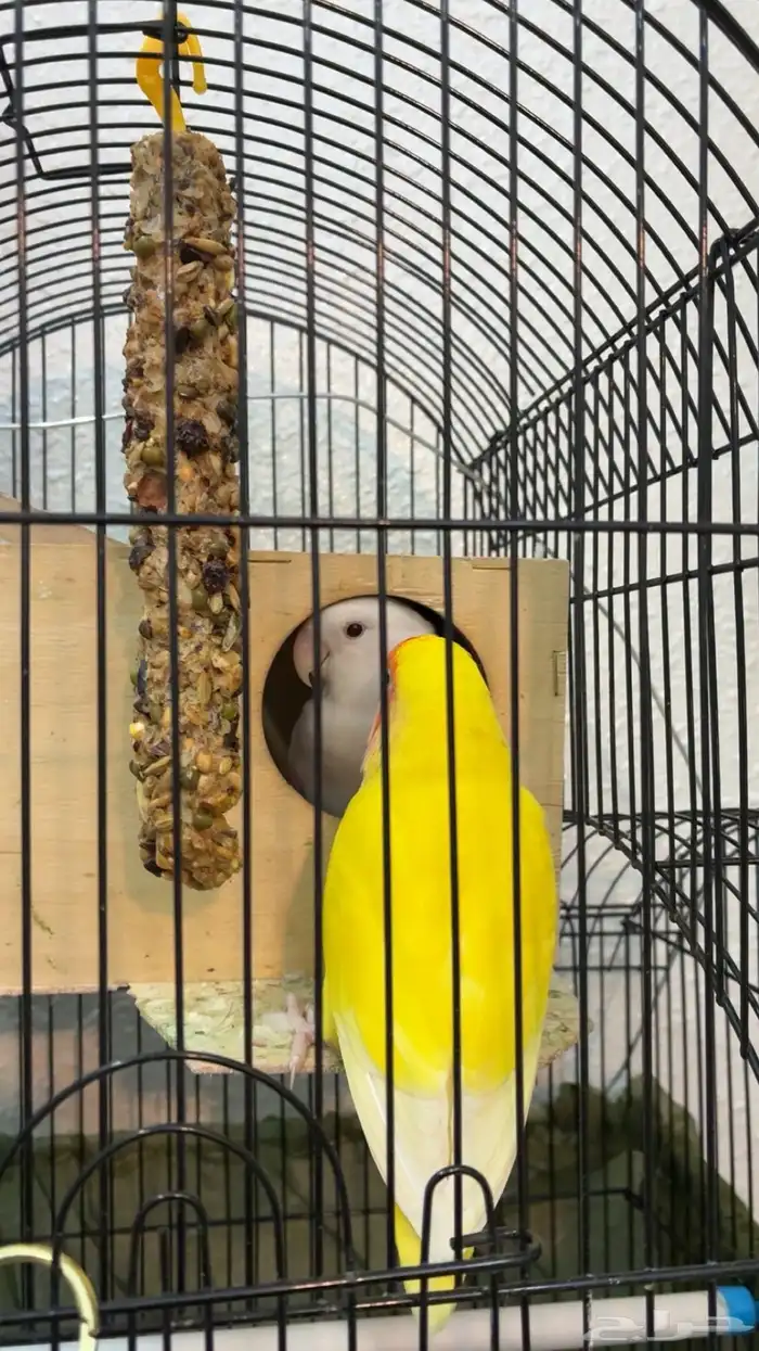روز منتج 0