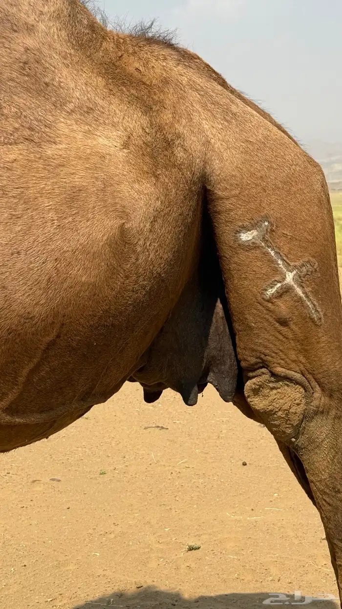 ابل ملاقي العدد2 شهرين وهي خلفات ان شاءالله الموقع دوقه 4