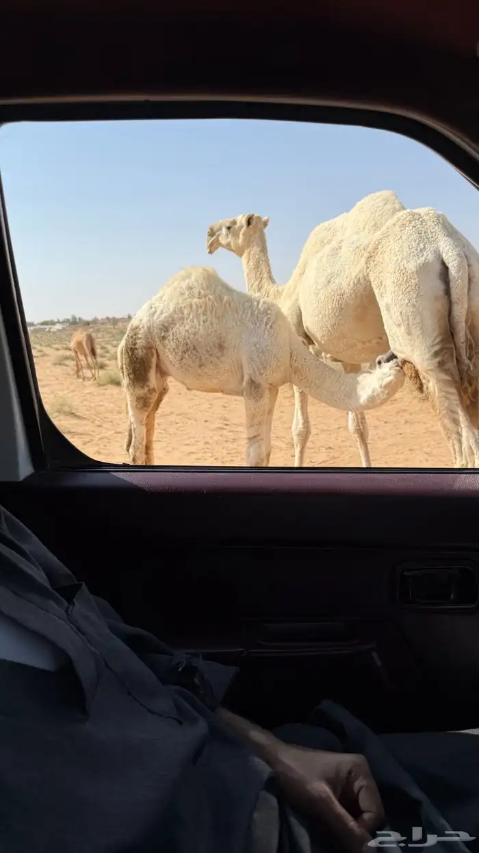 حاشي لباني 1
