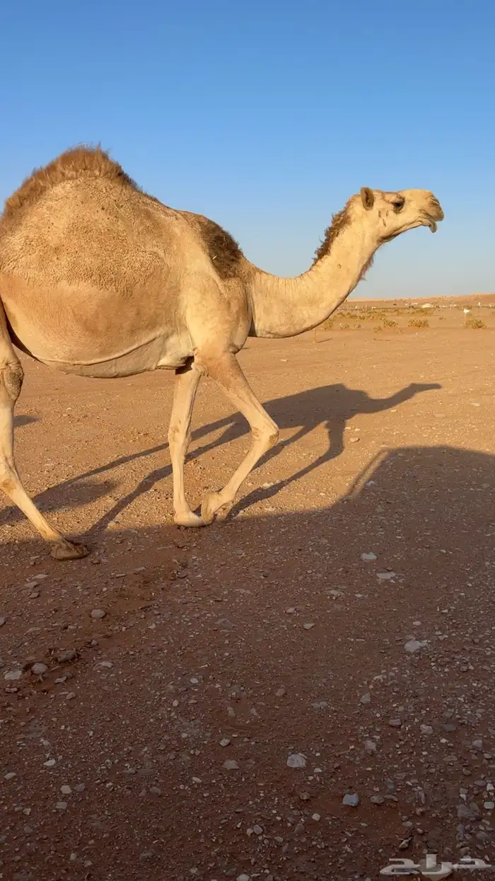 لقحه شقحا 1