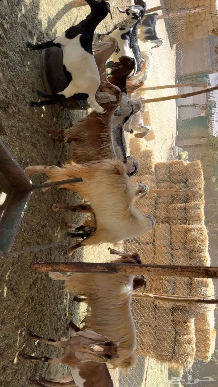 معزى اشباب بفحولها 0
