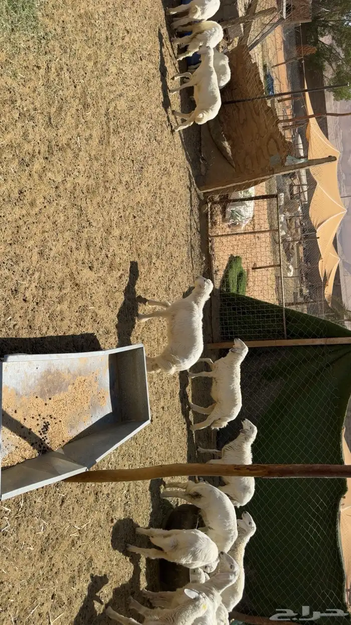 بهم تربيه 1