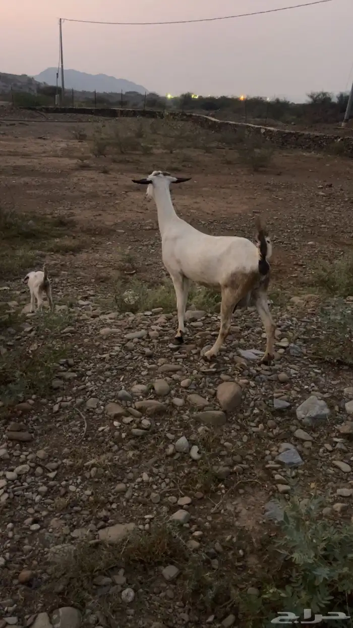 غنم العدد 6 تحتها 3 مقاني 0