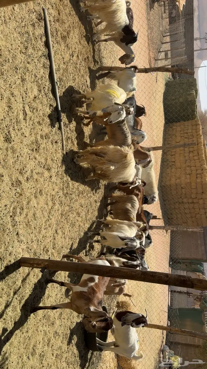 معزى اشباب بفحولها 4