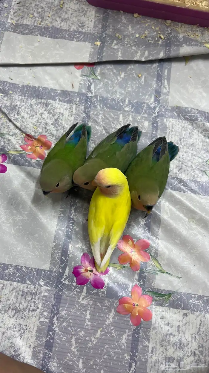 فروخ روز غر 3