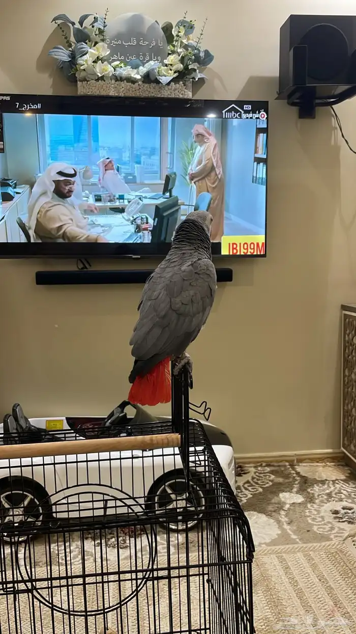 بغبغاء كاسكو للبيع 4
