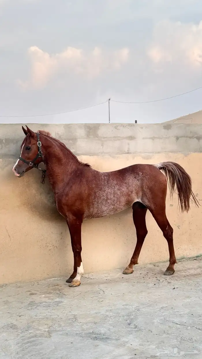 حصان واهو 0