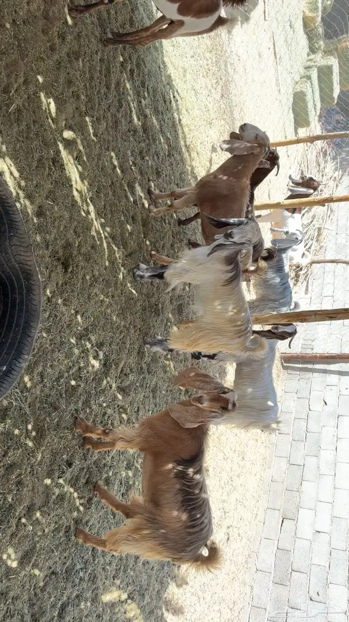 معزى اشباب بفحولها 2