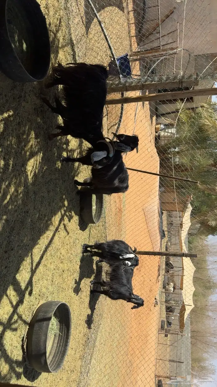 معزى كبار سن فيها حصيب 4
