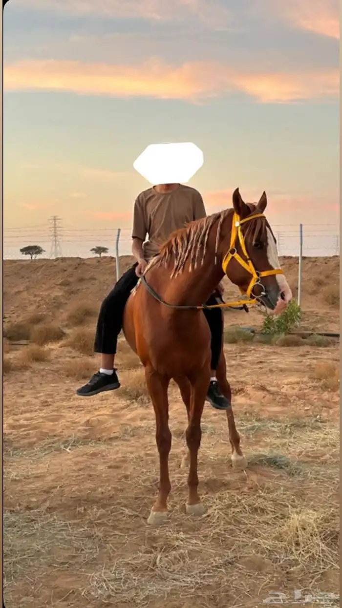 حصان عربي 4