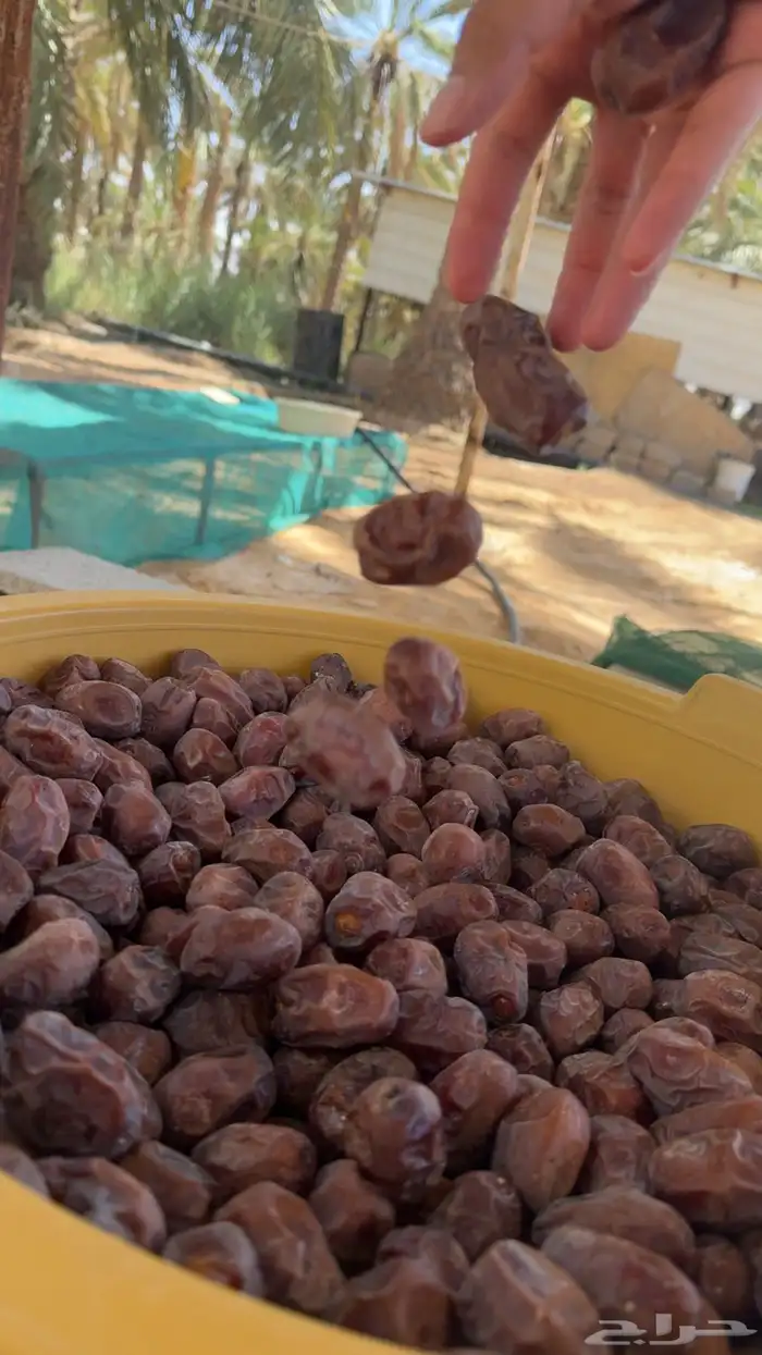 للبيع تمر حلوه بقعاء 1