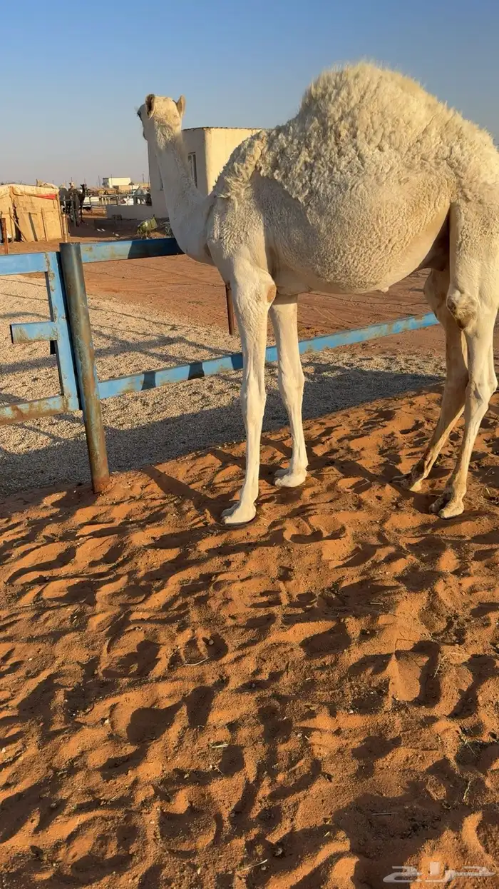 قعود قصصب طيب 4