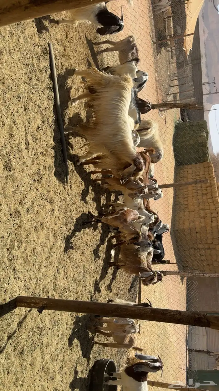 معزى اشباب بفحولها 3