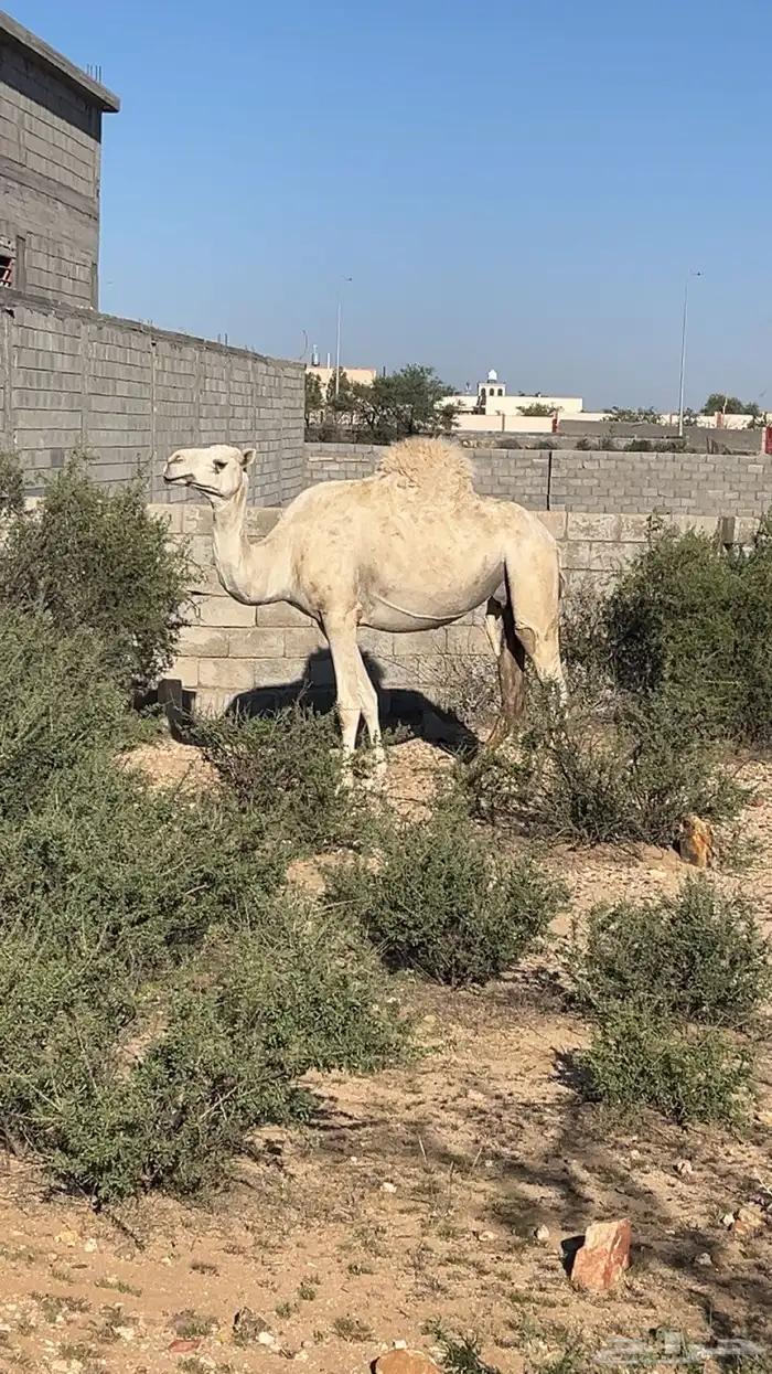 خمس من البل للبيع خلفه 4 لقحات 9