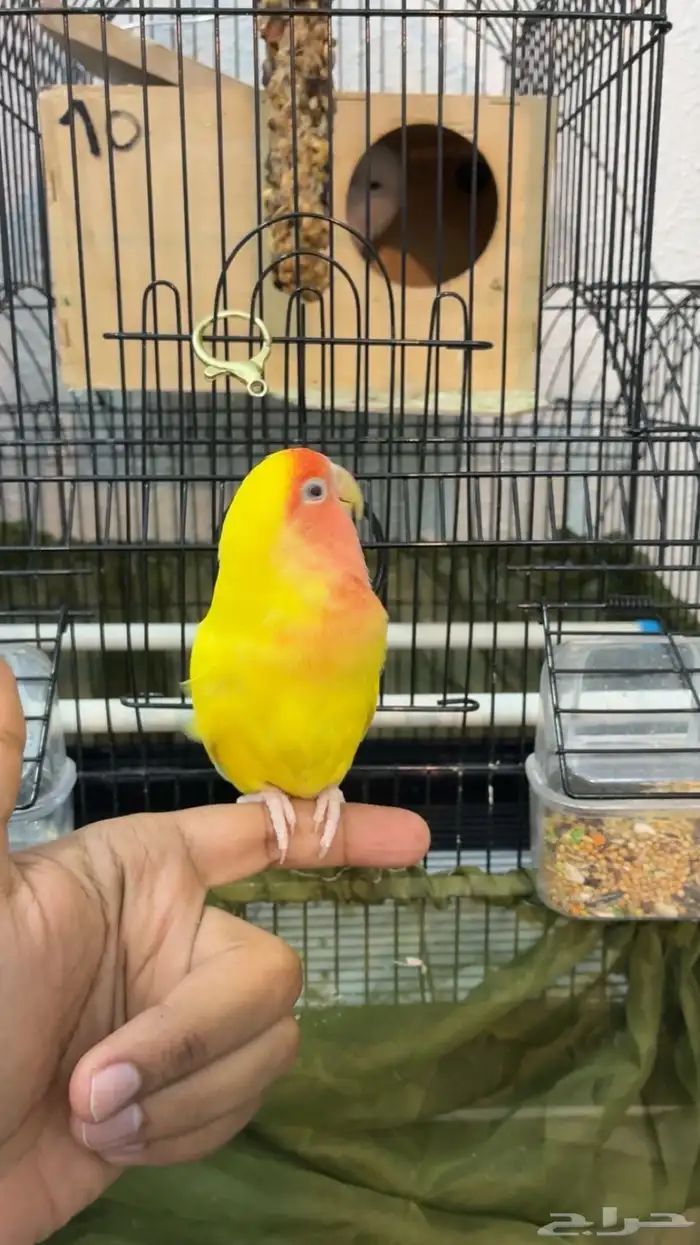 روز منتج 6