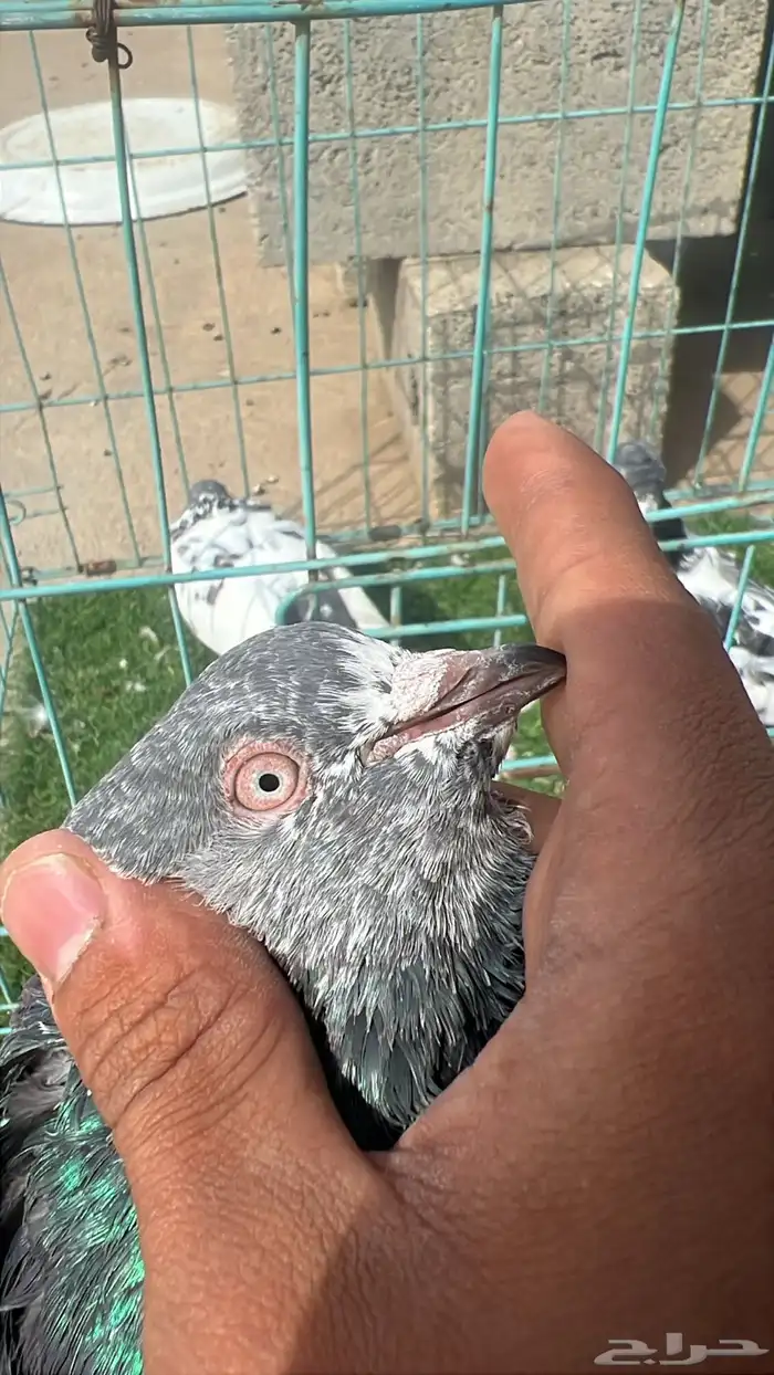 حمام باكستاني ذكر 2