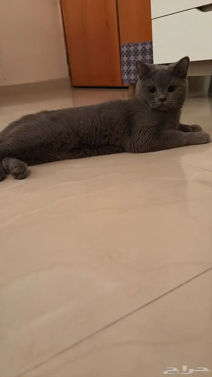 قط سكوتش ستريت للتبني 0