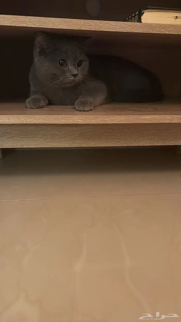 قط سكوتش ستريت للتبني 1
