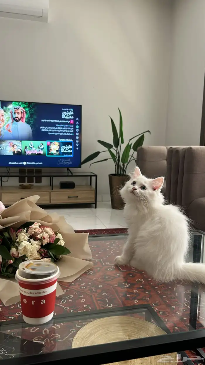 قطط 1