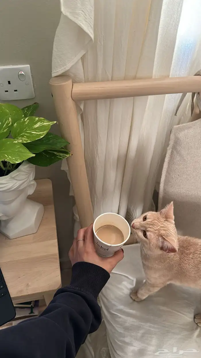 قطه انثى بلدية عمرها سنه ونص تبغى تزاوج 0