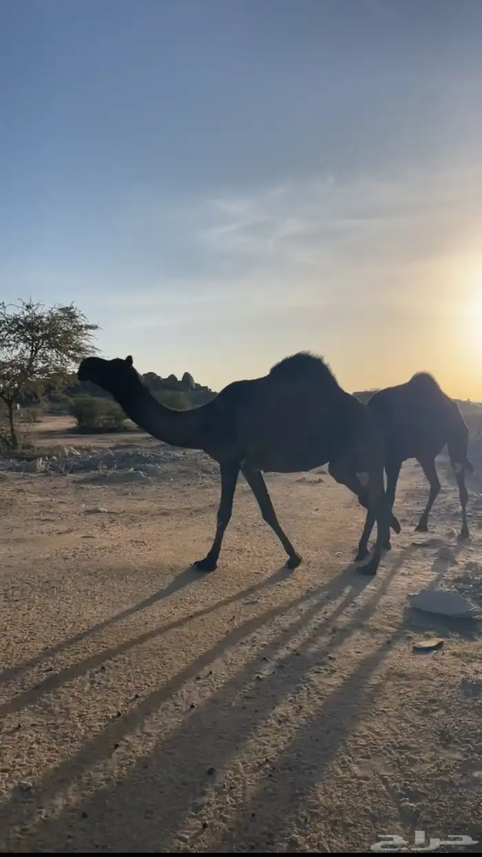 ذود للبيع 4