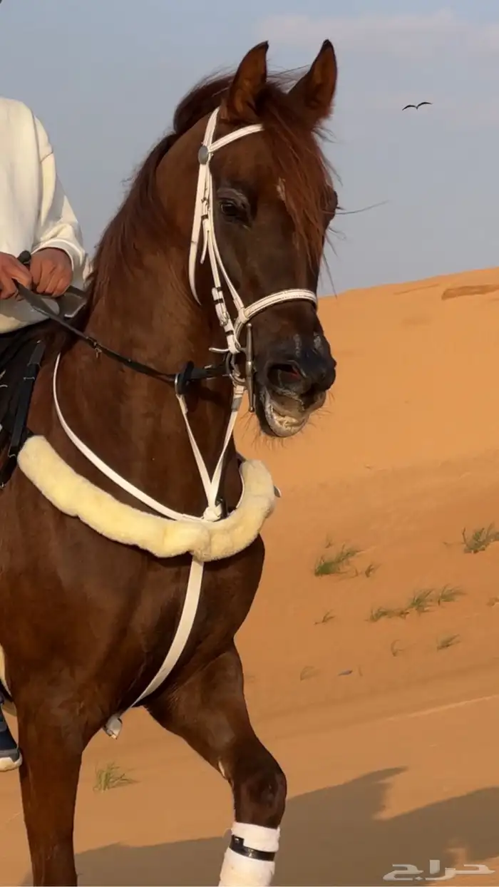 فرس شعبيه للبيع 0