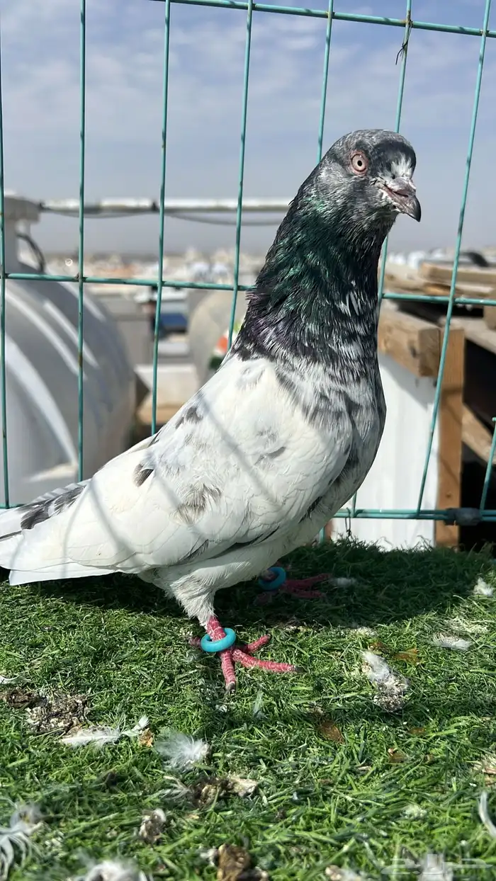 حمام باكستاني ذكر 0