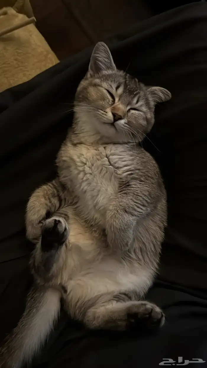 قطه للبيع 0