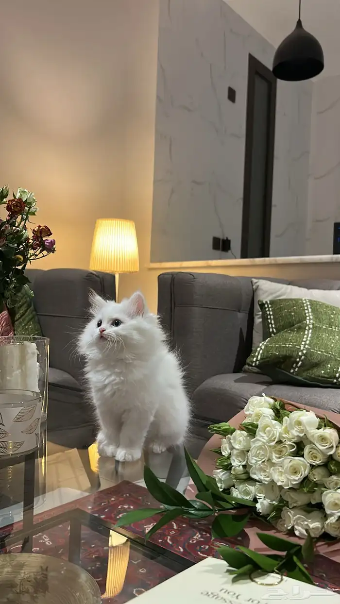 قطط 0
