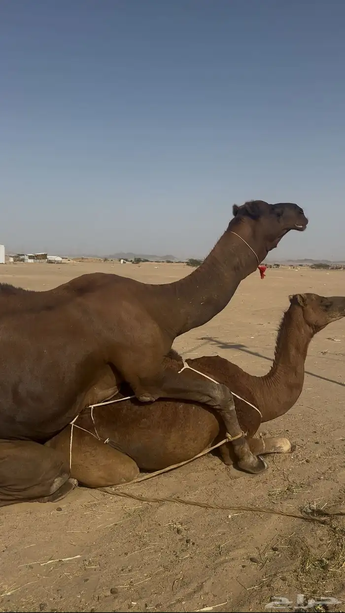 بعير ساحلي حمر ادهم رباع 0