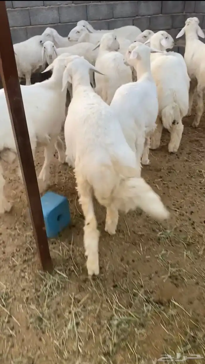 طليان ذبايح جبر وطيب حري 4