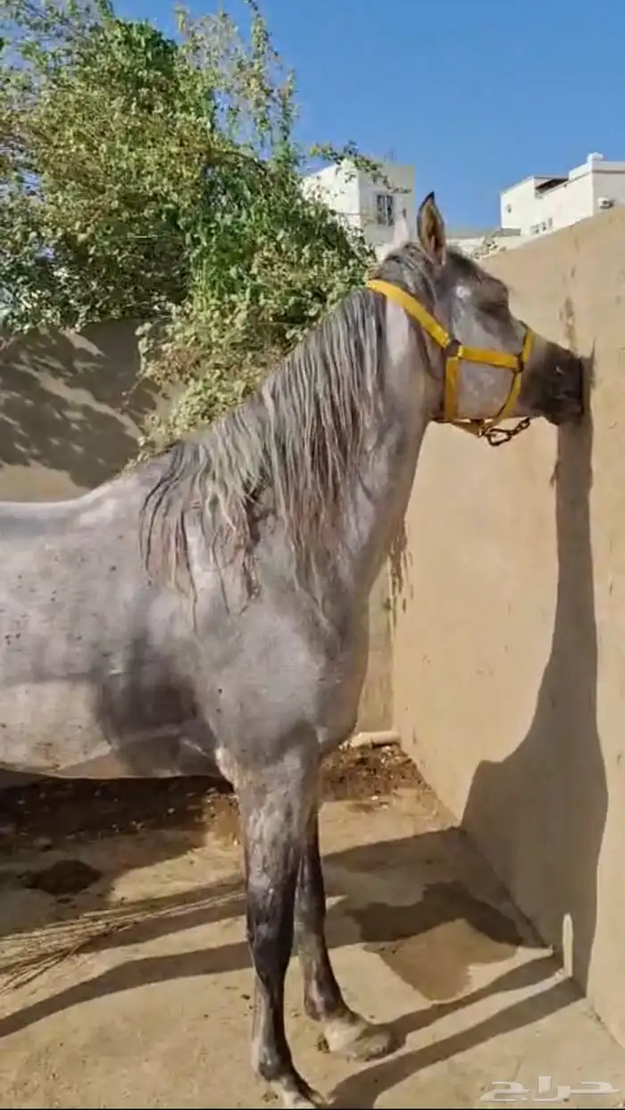 حصان شعبي للبيع 1