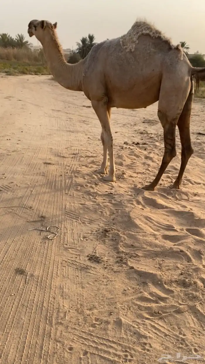 للبيع القحه الكفو البكر 2