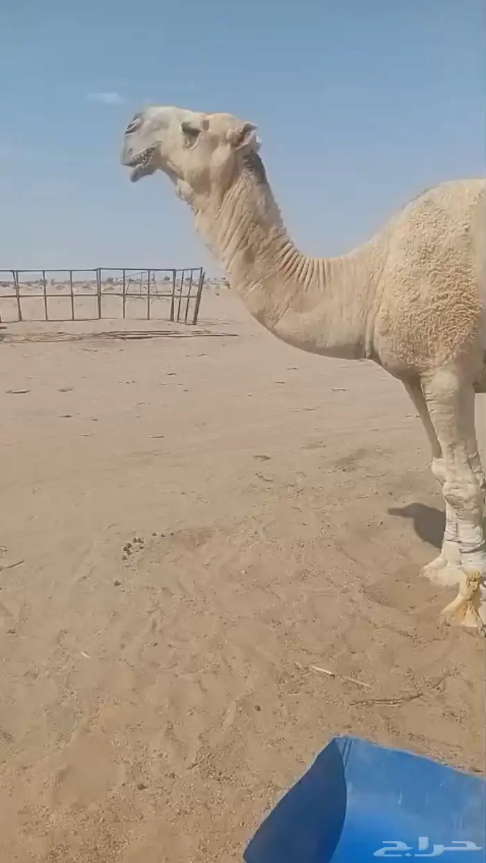 للبيع القحه الكفو البكر 1