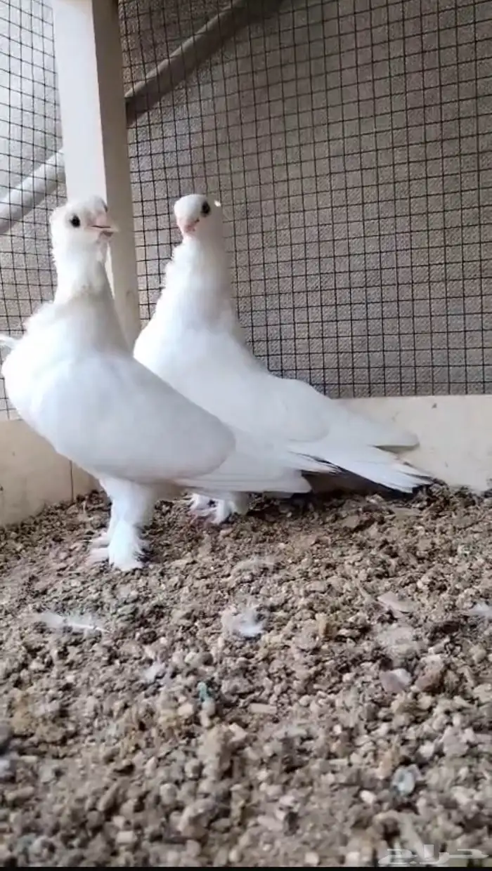 جوال وحمام 1