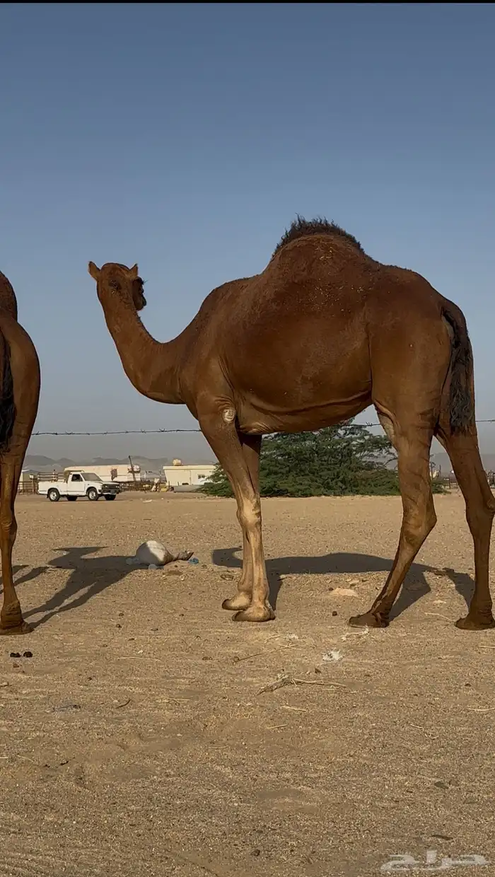 بكار سواحل لقحات حمر خوات بعض 7