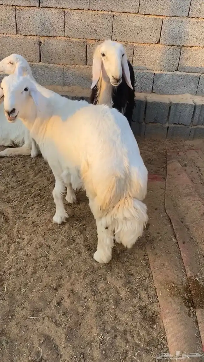 طليان ذبايح جبر وطيب حري 6